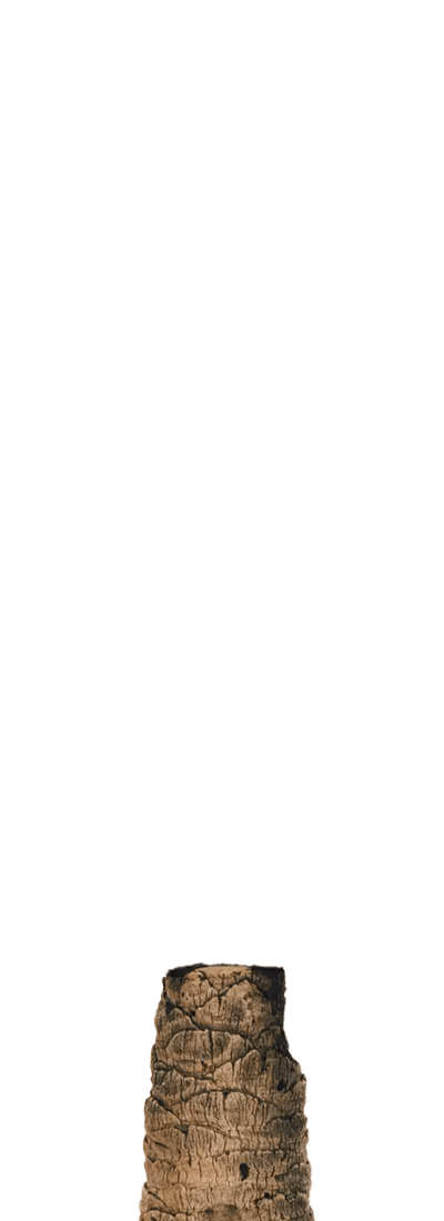 Palmenstumpf
